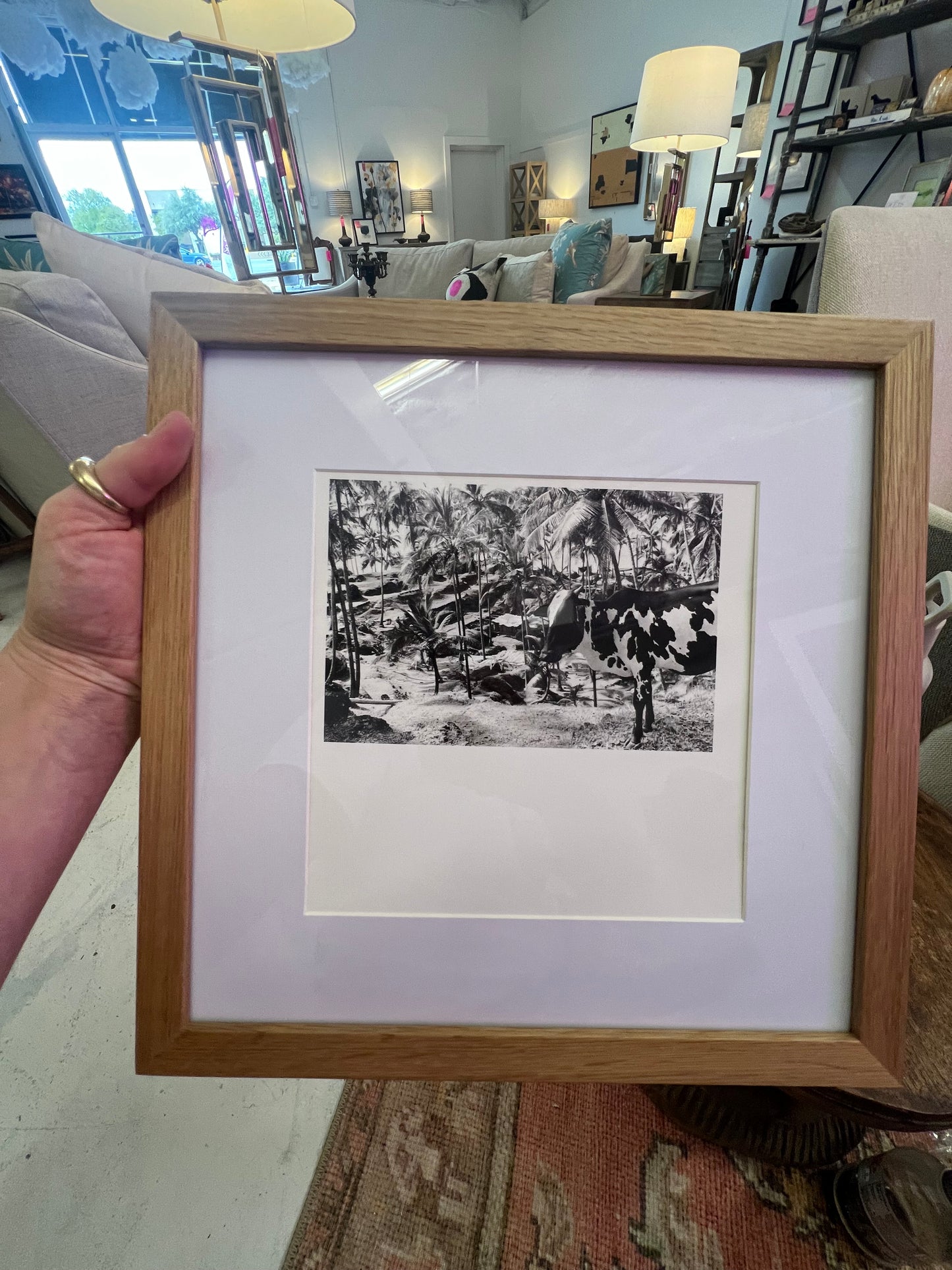 Nicholas A. Blair “Cow, Goa, India, 1978” 12x12 framed print in wood frame