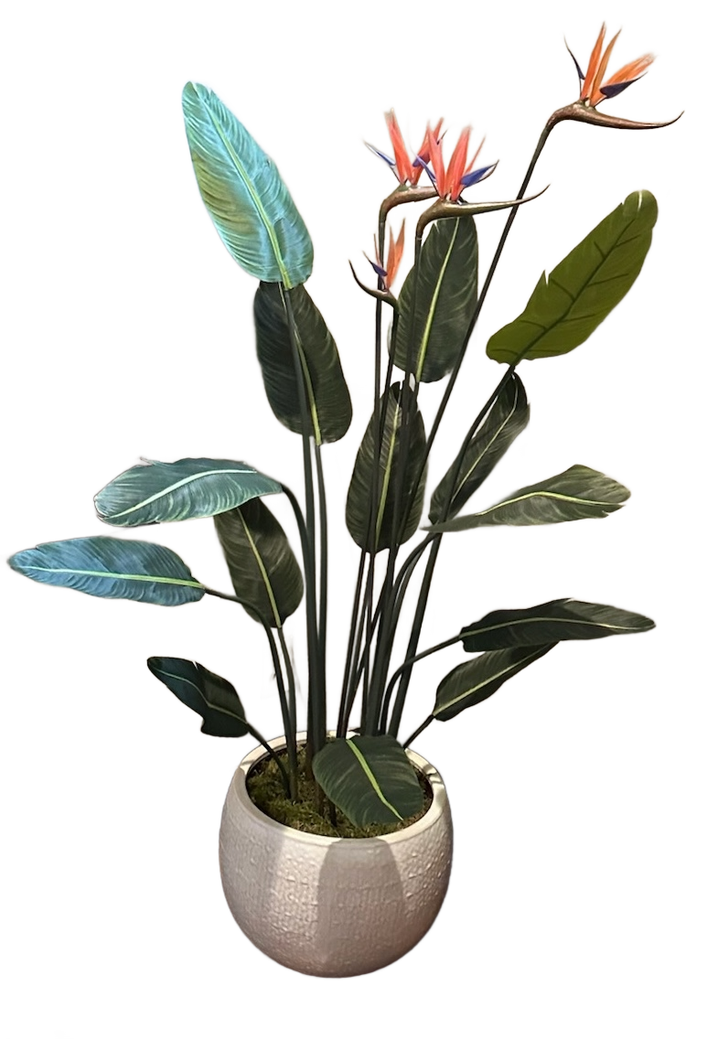 Large Bird of Paradise Plant