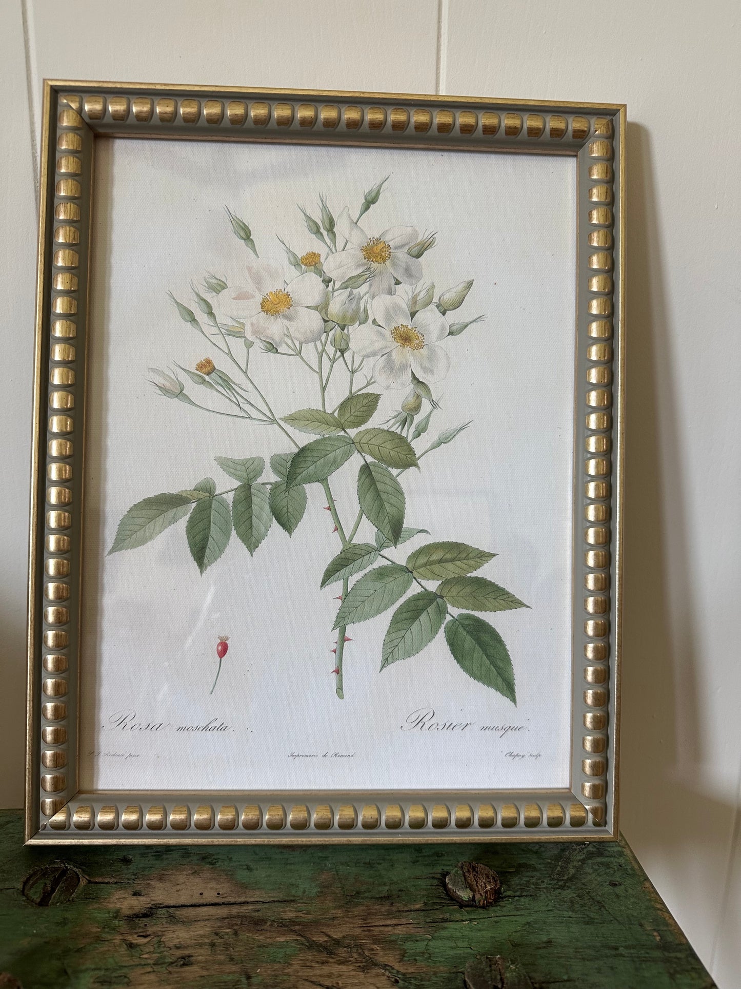 Rosier Musque Framed Print