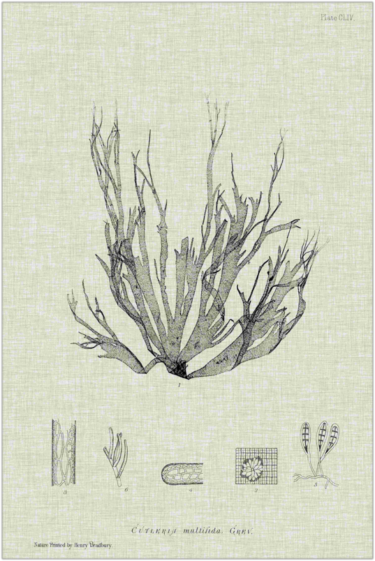 Charcoal and Linen Seaweed I Art 30"x20"