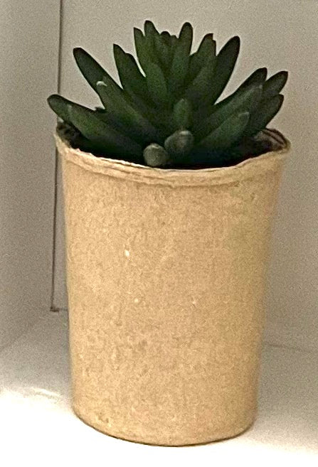 Sedum Rose Succulent in Natural Pot