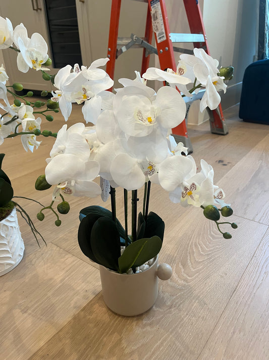 Medium Orchid in Pot