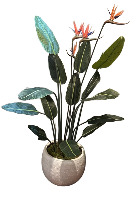 Large Bird of Paradise Plant