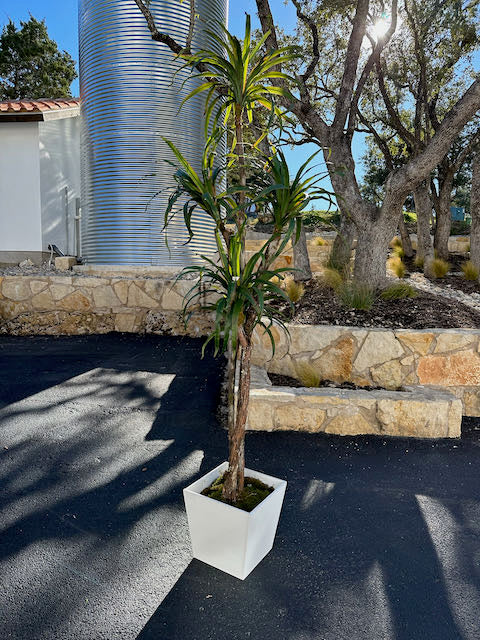 Palm Plant with White Pot