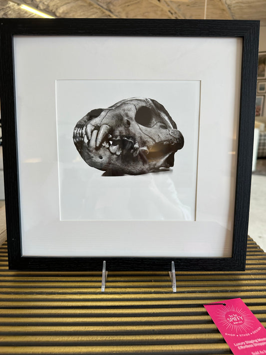 Irving Penn "Spotted Hyena, Prague, 1986" 13" x13" Art with Black Wood Frame