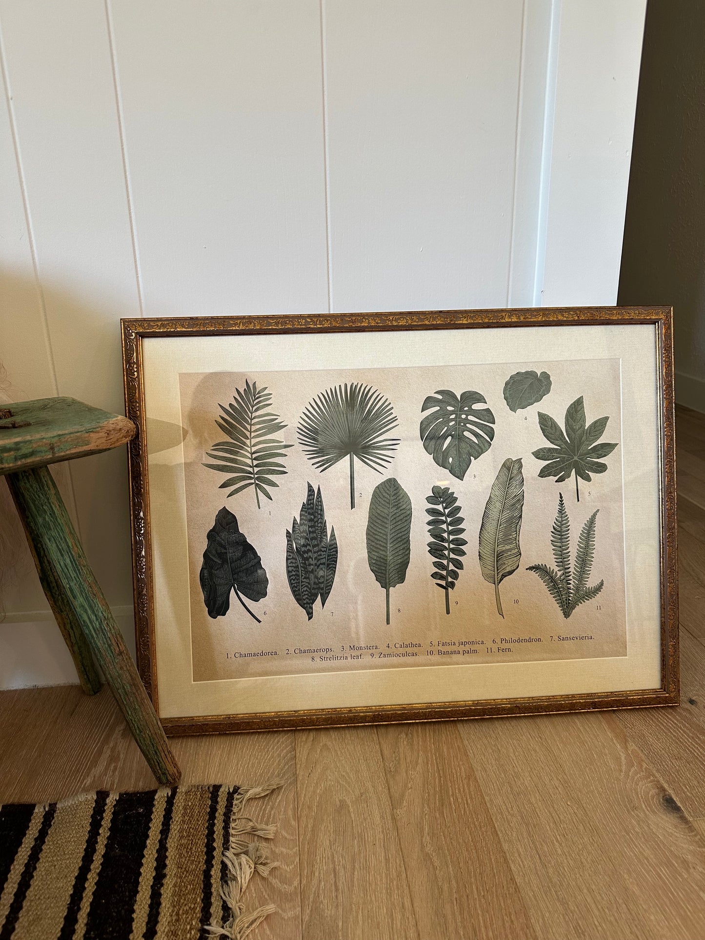 Botanist's Framed Print