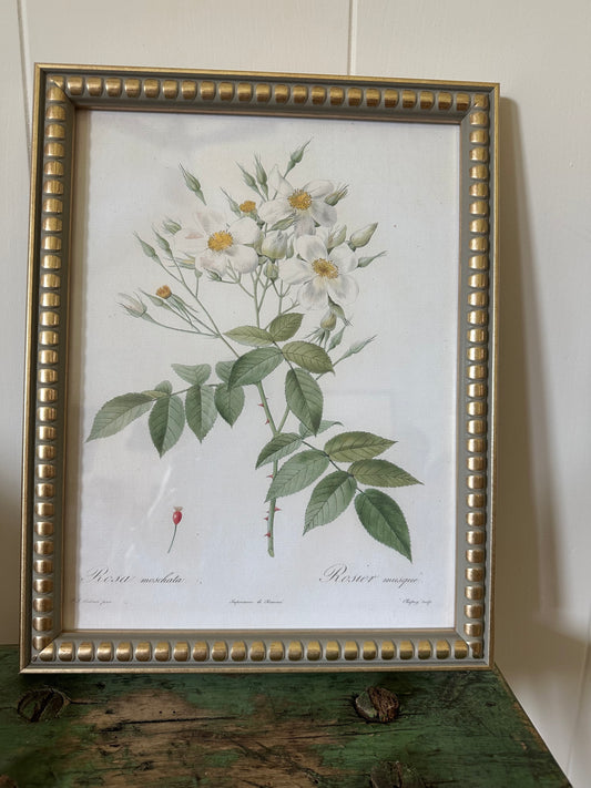 Rosier Musque Framed Print