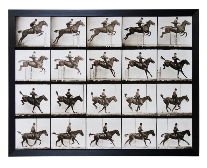 Animal Locomotion Art