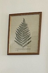 Fern Print in Wood Frame
