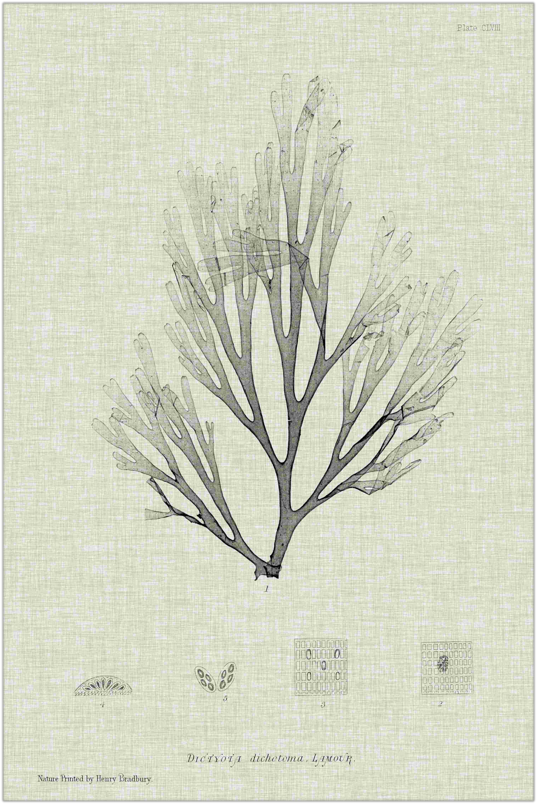 Charcoal and Linen Seaweed III Art 18"x12"