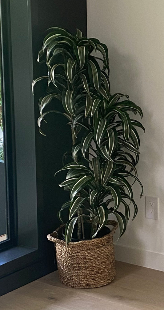 Large Planter Basket