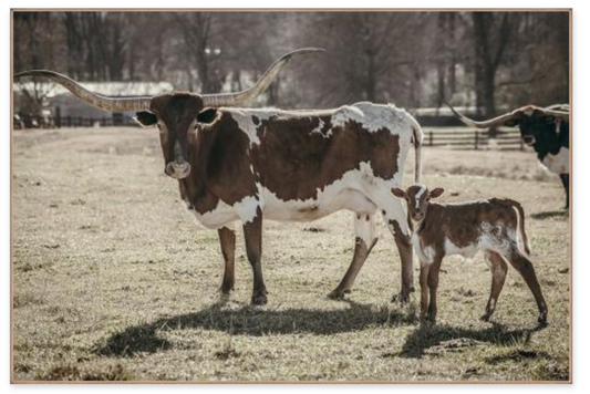 Cow Life 46.25 in X 31.25